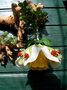 Pakket Seizoenlampje Aardbei