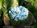 Pakket Waxinelichtje Hortensia blauw/groen