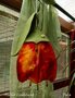 Pakket Seizoenlampje Tulp