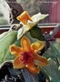 Patroonblad Narcislichtje