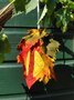 Pakket Seizoenlampje Herfstlantaarn