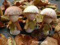Pakket Bospaddestoeltjes